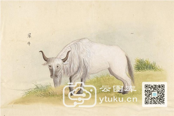 中国自然历史绘画·动物图谱-65 犀牛