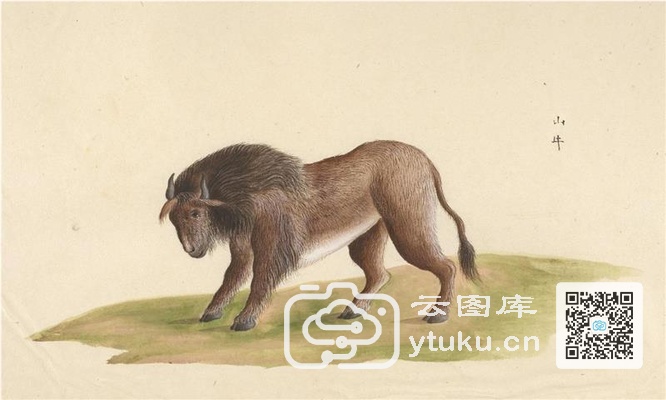 中国自然历史绘画·动物图谱-64 山牛