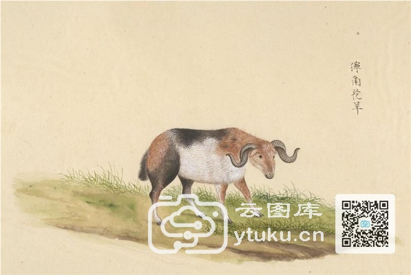 中国自然历史绘画·动物图谱-61 拧角花羊