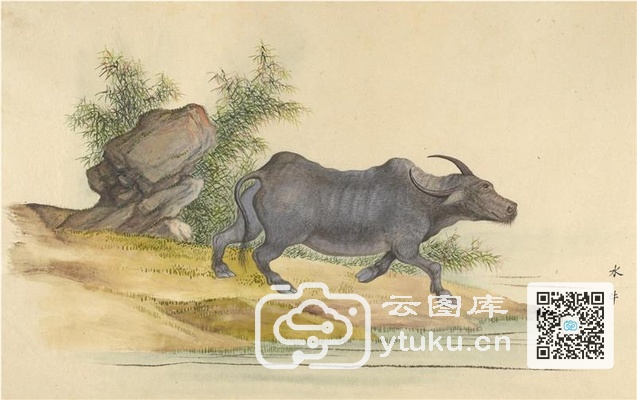 中国自然历史绘画·动物图谱-63 水牛