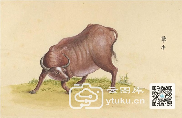 中国自然历史绘画·动物图谱-62 犁牛