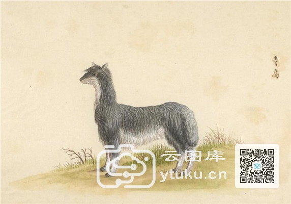 中国自然历史绘画·动物图谱-57 青乌