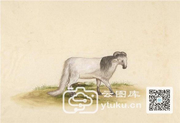 中国自然历史绘画·动物图谱-59