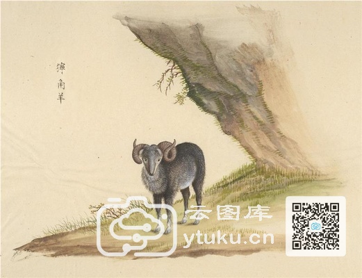 中国自然历史绘画·动物图谱-60 拧角羊