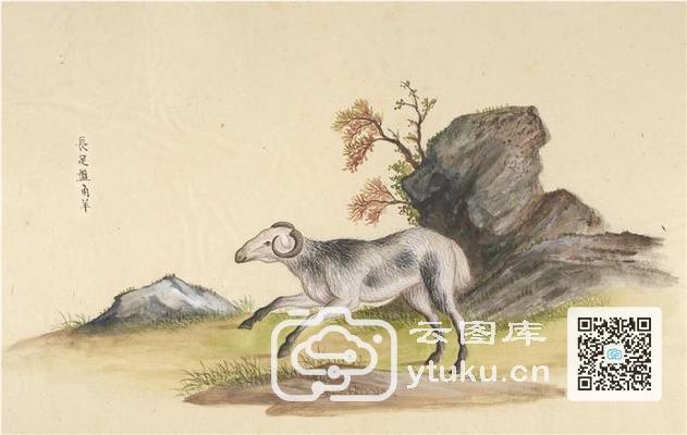 中国自然历史绘画·动物图谱-53 长足盘角羊
