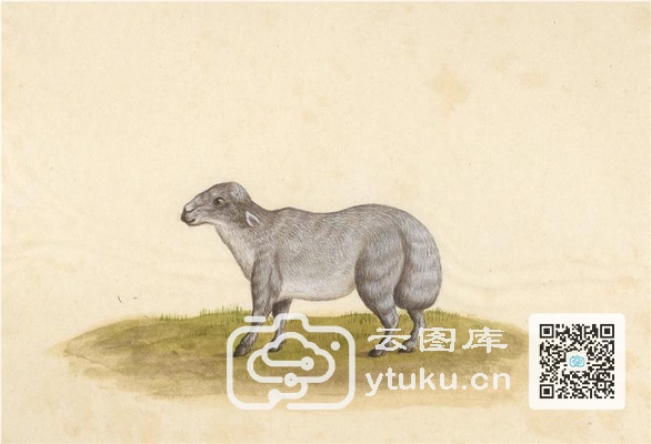 中国自然历史绘画·动物图谱-58