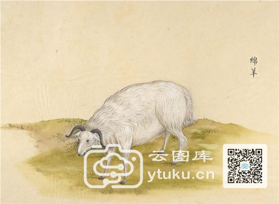 中国自然历史绘画·动物图谱-56 绵羊