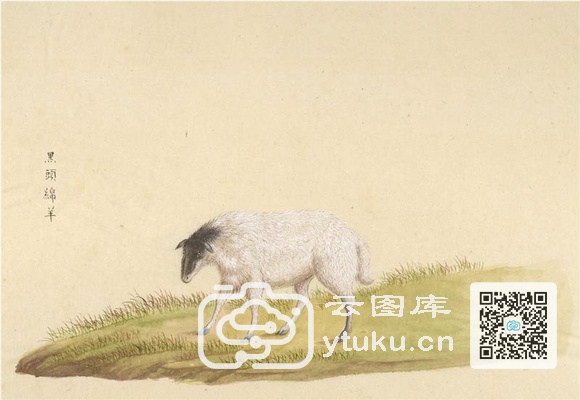 中国自然历史绘画·动物图谱-55 黑头绵羊