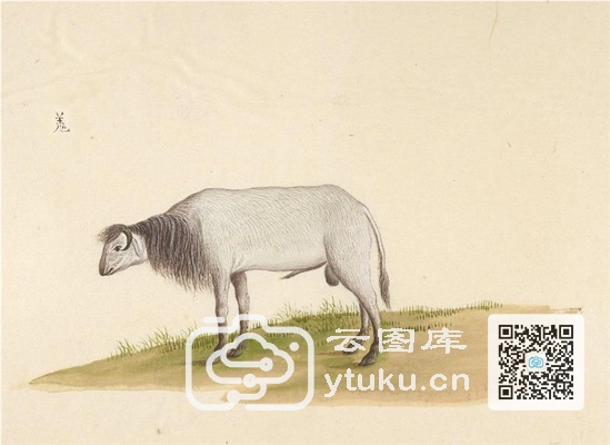 中国自然历史绘画·动物图谱-52 羗(羌qiāng)