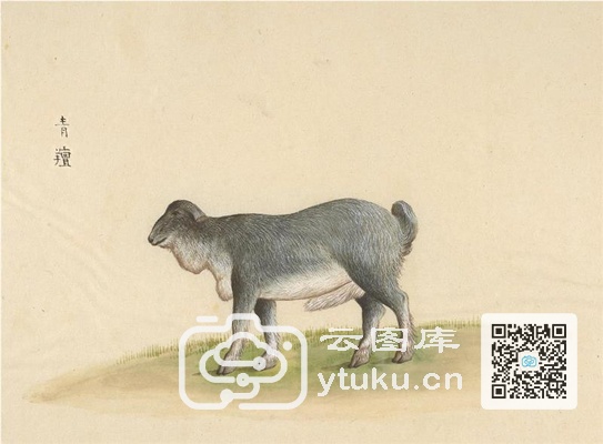 中国自然历史绘画·动物图谱-51 青羶