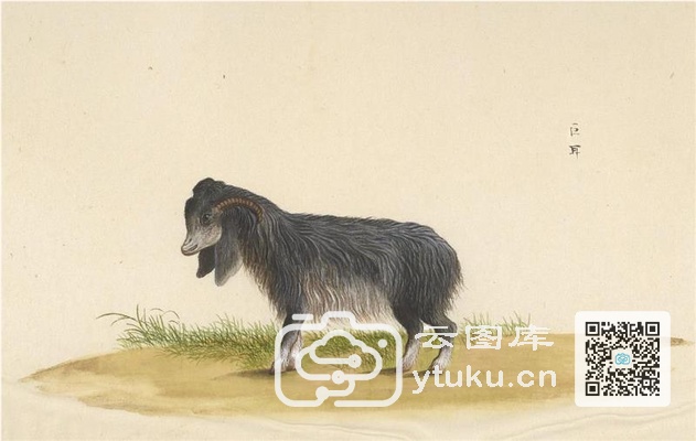 中国自然历史绘画·动物图谱-49 巨耳