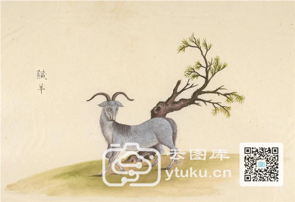 中国自然历史绘画·动物图谱-50 羬羊