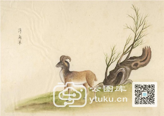 中国自然历史绘画·动物图谱-47 湾角羊