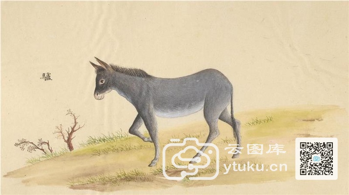 中国自然历史绘画·动物图谱-45 驴