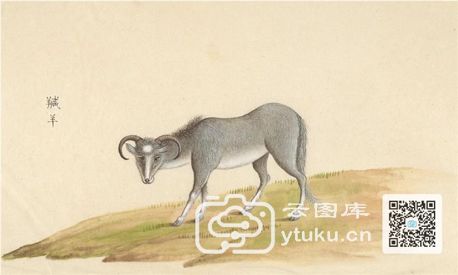 中国自然历史绘画·动物图谱-46 羬羊