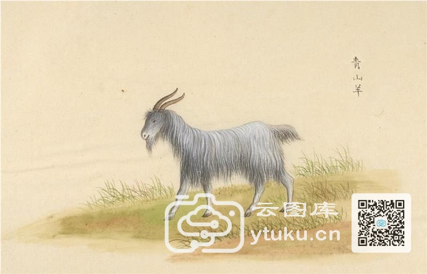 中国自然历史绘画·动物图谱-48 青山羊