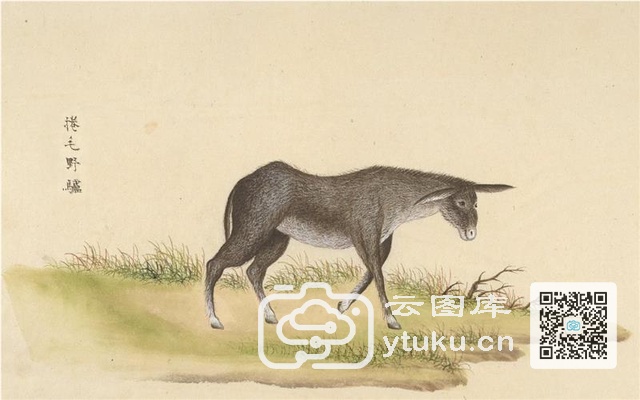 中国自然历史绘画·动物图谱-44 卷毛野驴