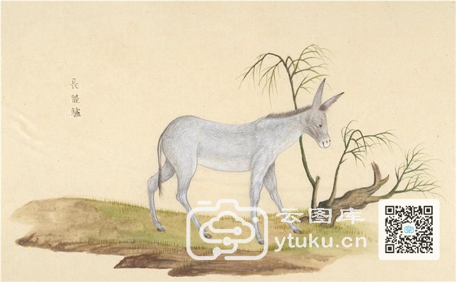 中国自然历史绘画·动物图谱-43 长腿驴