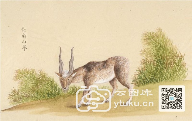 中国自然历史绘画·动物图谱-40 长角山羊