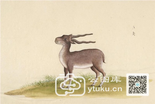 中国自然历史绘画·动物图谱-37 巨角