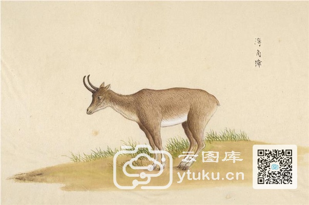 中国自然历史绘画·动物图谱-38 湾角獐