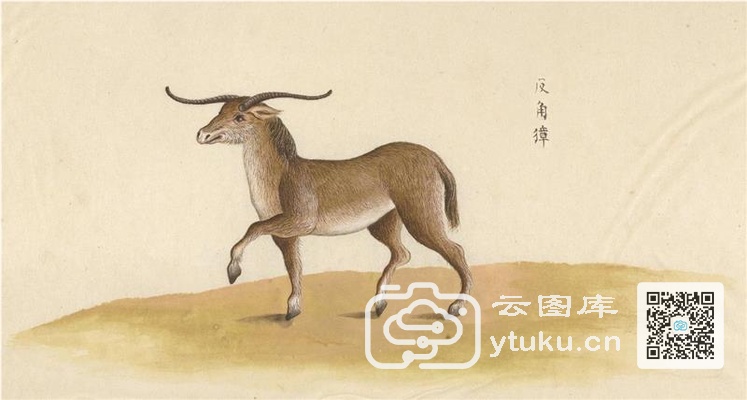 中国自然历史绘画·动物图谱-36 反角獐