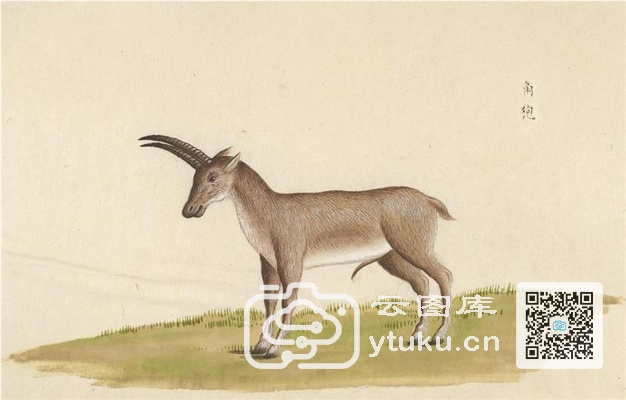 中国自然历史绘画·动物图谱-39 角孢