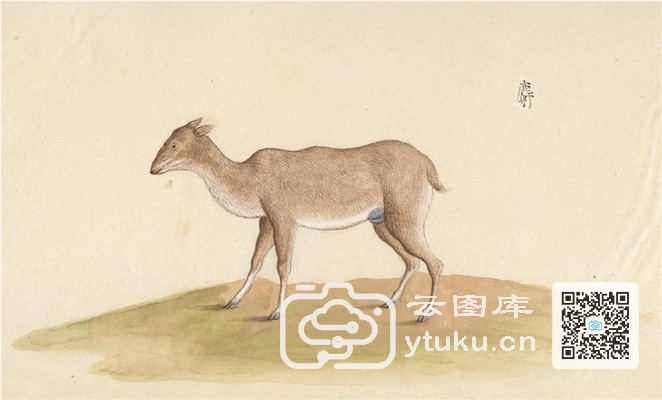 中国自然历史绘画·动物图谱-34 麝
