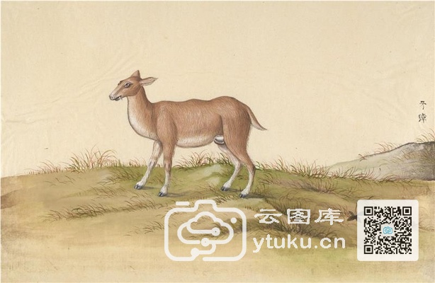 中国自然历史绘画·动物图谱-33 牙獐