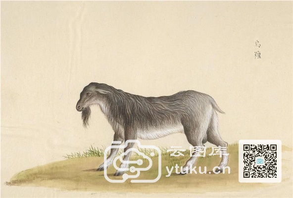 中国自然历史绘画·动物图谱-31 乌羶