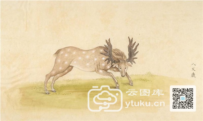 中国自然历史绘画·动物图谱-30 八乂(叉)鹿