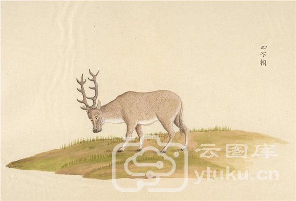 中国自然历史绘画·动物图谱-27 四不相