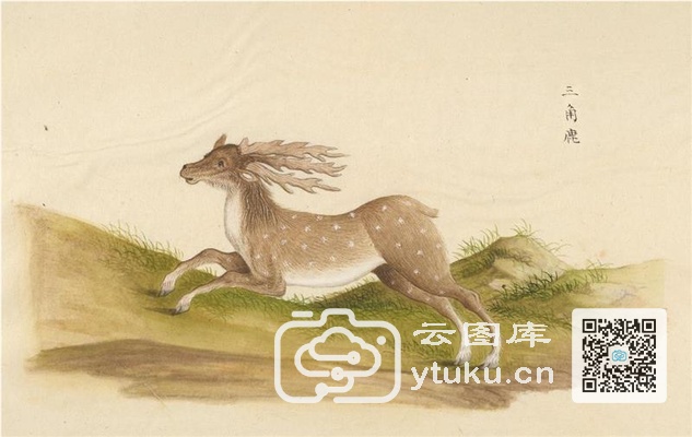中国自然历史绘画·动物图谱-24 三角鹿