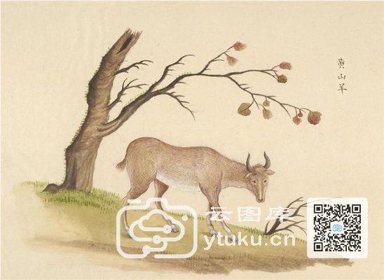 中国自然历史绘画·动物图谱-25 黄山羊