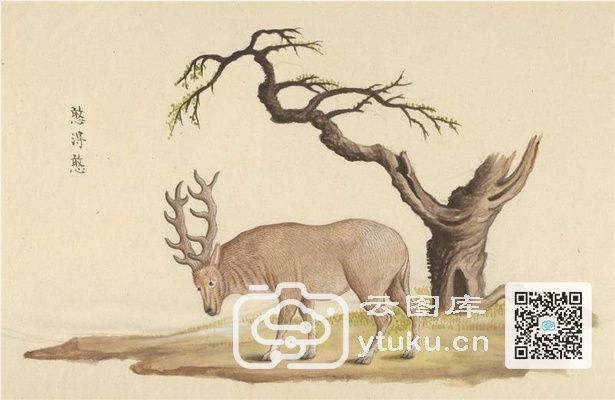 中国自然历史绘画·动物图谱-26 憨得憨