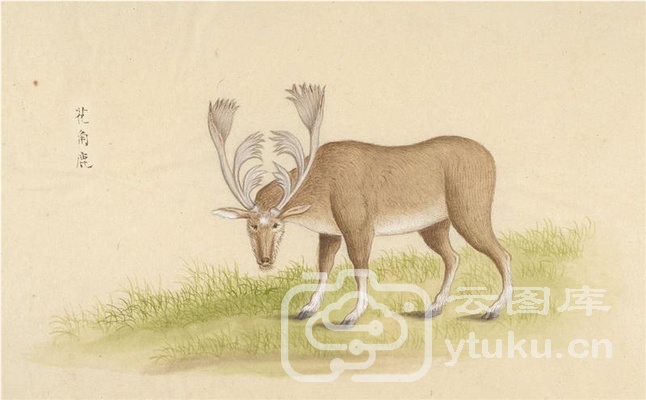 中国自然历史绘画·动物图谱-23 花角鹿