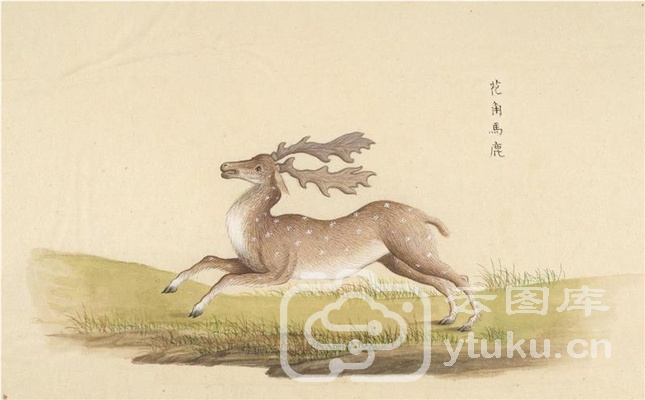 中国自然历史绘画·动物图谱-22 花角马鹿