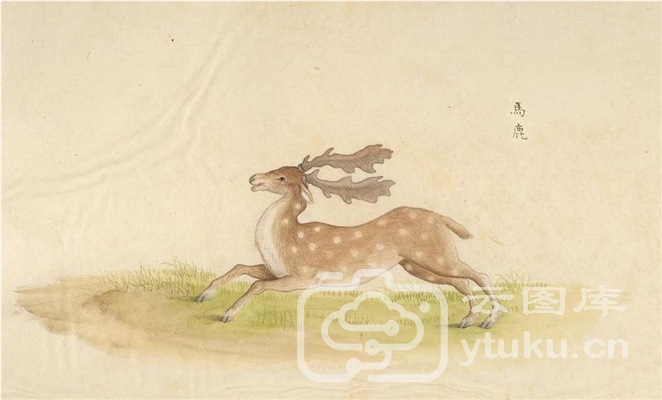 中国自然历史绘画·动物图谱-21 马鹿