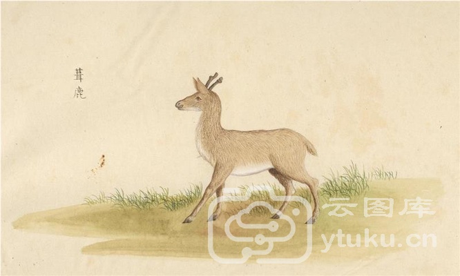 中国自然历史绘画·动物图谱-20 茸鹿