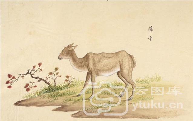 中国自然历史绘画·动物图谱-19 獐子