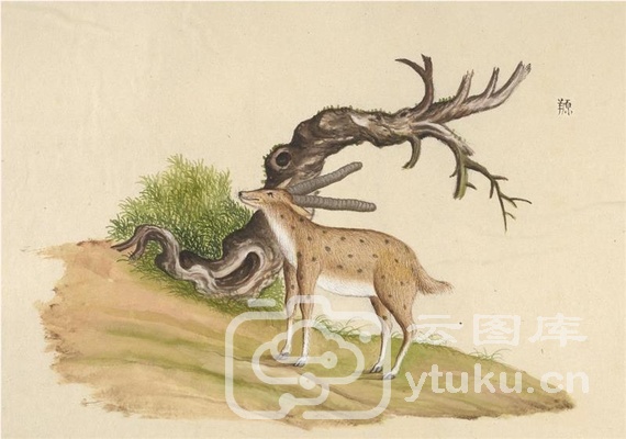 中国自然历史绘画·动物图谱-17 羱