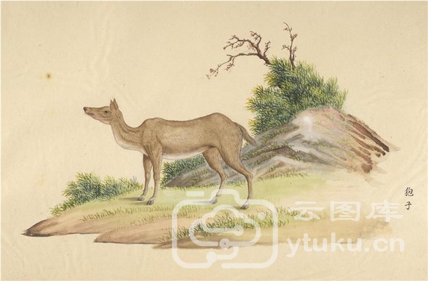 中国自然历史绘画·动物图谱-18 孢子