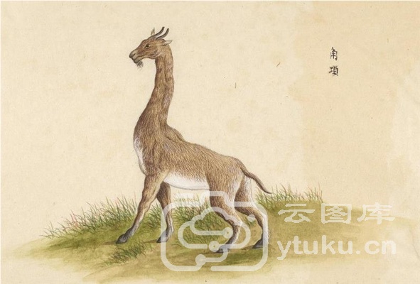 中国自然历史绘画·动物图谱-13 角项