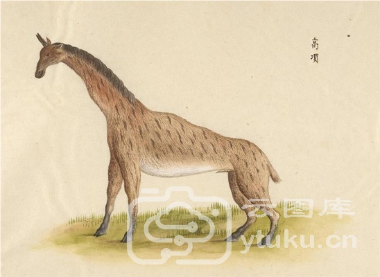 中国自然历史绘画·动物图谱-15 高项