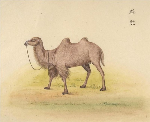 中国自然历史绘画·动物图谱-16 骆驼