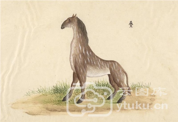 中国自然历史绘画·动物图谱-12 叠