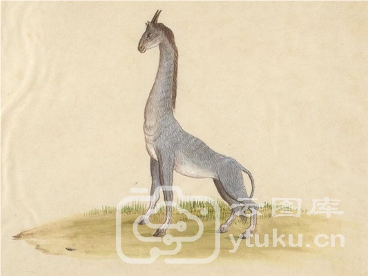 中国自然历史绘画·动物图谱-14