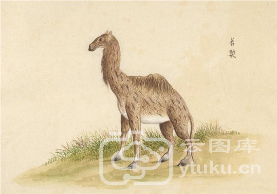 中国自然历史绘画·动物图谱-11 若驼