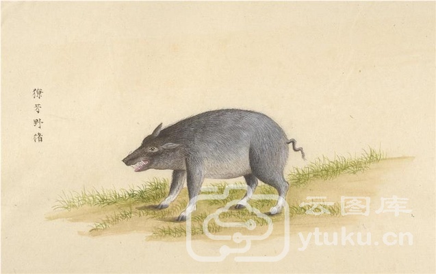 中国自然历史绘画·动物图谱-8 獠牙野猪