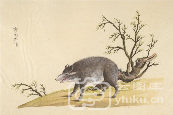 中国自然历史绘画·动物图谱-7 犄角野猪